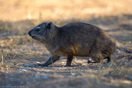 Góralek skalny (Procavia capensis)