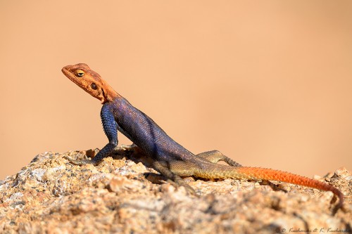 Agama skalna (Agama planiceps).