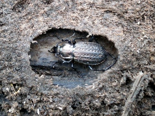 Zimujący w podkorowej kolebce Carabus granulatus.