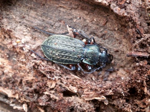 Carabus granulatus - ciekawa forma kolorystyczna.