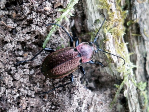 Carabus arvensis - żwawy osobnik wydobyty z zimowiska.