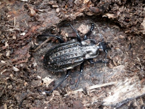 Carabus clathratus - samiec zimujący w wilgotnym pniu.