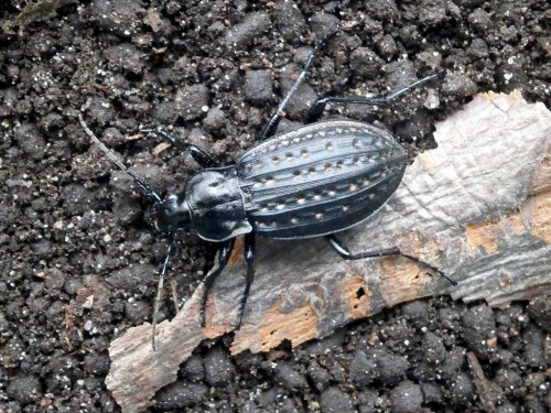 Carabus clathratus - samiczka.