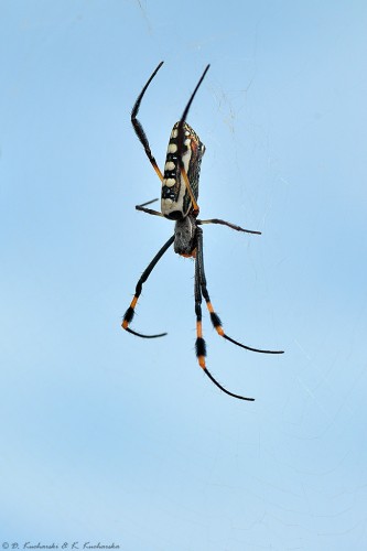 Nephila sp.