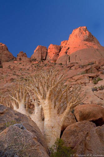 Cyphostemma currorii na tle masywu Spitzkoppe.