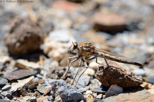 NN Asilidae