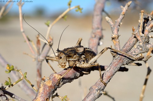 Acanthoproctus cf. cervinus