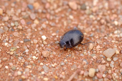 Mały, łódkowaty Tenebrionidae. Całymi dziesiątkami obsiadały odchody oryksów. Przestraszone, rozbiegały się z dużą prędkością po okolicy.