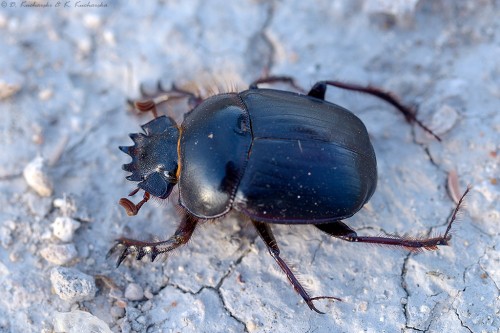 NN Scarabaeidae.