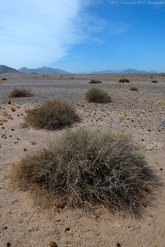 Pustynia Namib.