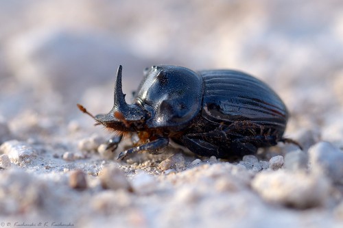 NN Scarabaeidae