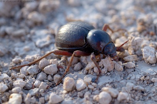 NN Tenebrionidae