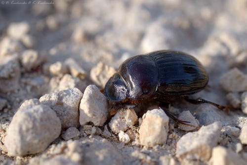 NN Scarabaeidae