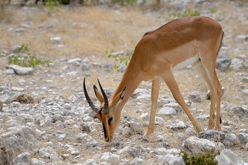 Impala zwyczajna (Aepyceros melampus).