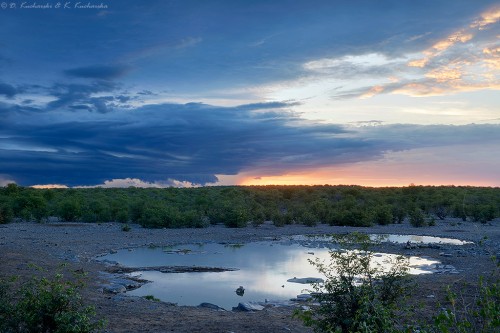 Wodopój koło kempingu Halali. Park Narodowy Etosha.