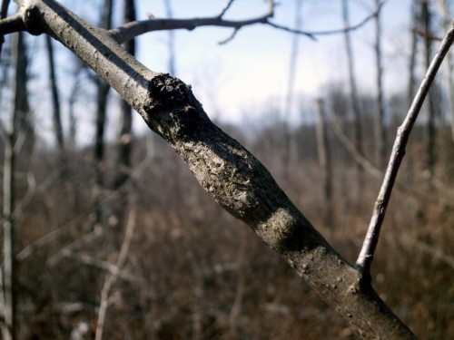 Saperda populnea: larwalne entomocecidium na gałązce osiki.