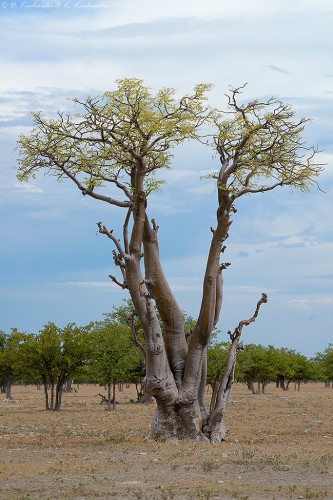 Drzewo moringa (Moringa oleifera)