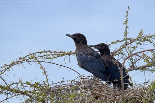 NN Corvidae