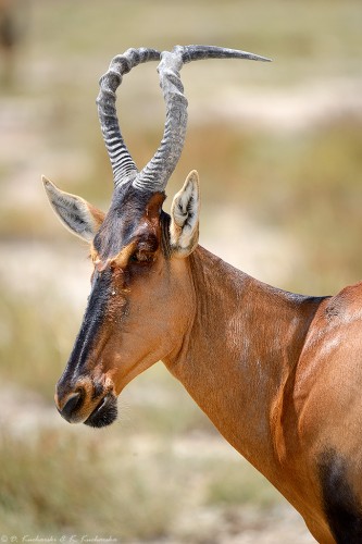 Bawolec krowi (Alcelaphus buselaphus).