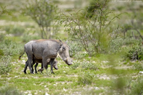 Guziec zwyczajny (Phacochoerus africanus).