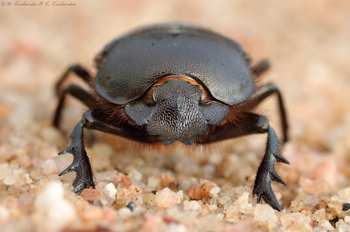 NN Scarabaeidae