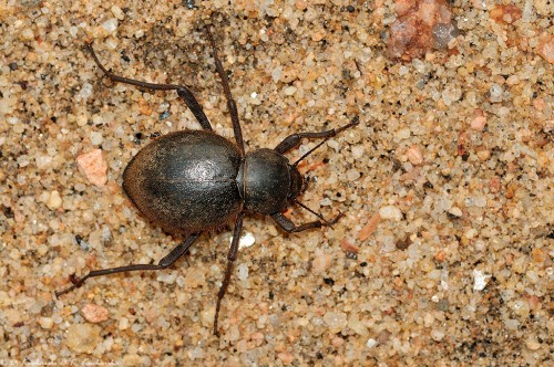 NN Tenebrionidae