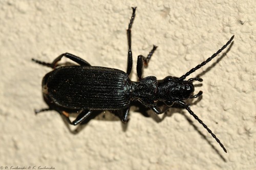 NN Carabidae