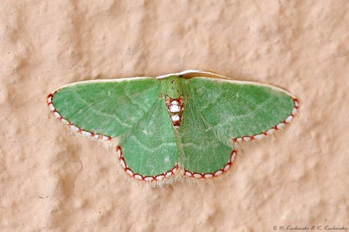 Geometridae