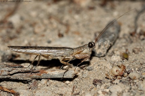 Mantodea