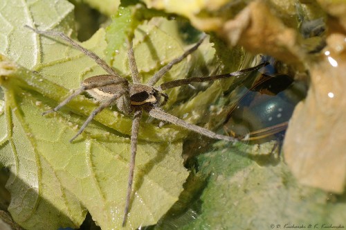 Dolomedes sp. i przedstawiciel Dytiscidae (ten sam co na zdjęciu 9056).