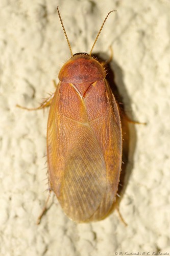 Blattodea