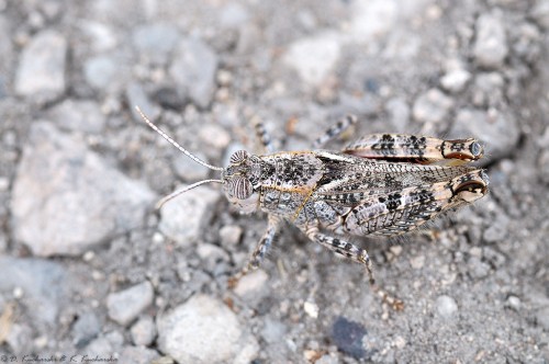 Acrididae