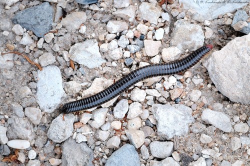 Myriapoda