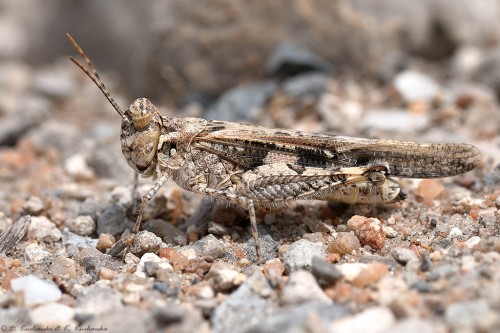 Acrididae