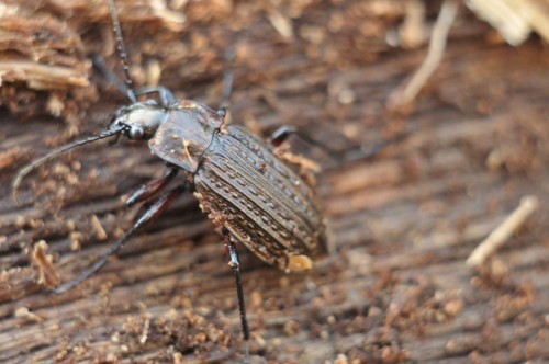 Carabus granulatus spod kory grubej na 70cm leżącej kłody dębowej