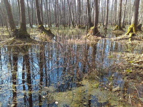 Tu znajdywałem Carabusa granulatusa