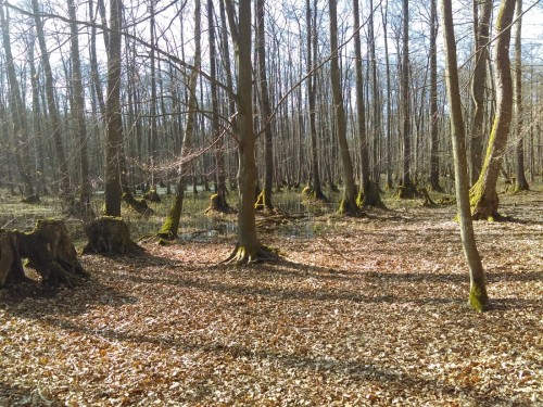 Pod korą pniaków olszowych w kolebkach są czekające na wyjście Rhagiumy  mordaxy