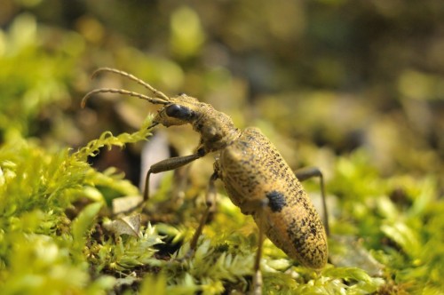 Rhagium mordax wydobyty z kolebki na zdjęcie