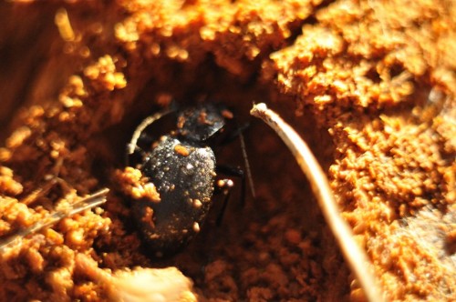 zimujący Cychrus caraboides w kolebce w wilgotnej kłodzie