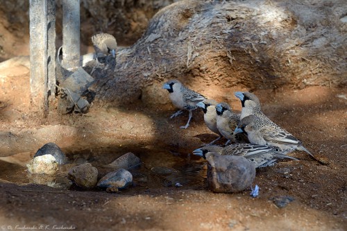 Tkacz (Philetairus socius).