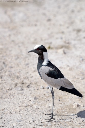 Czajka srokata (Vanellus armatus).