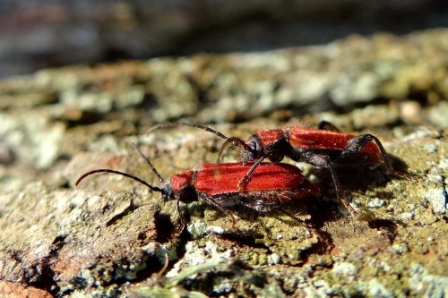 Pyrhydium sanguineum_P. Kozienicka.jpg