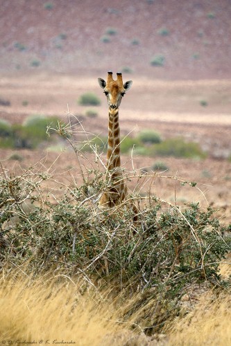 Żyrafa (Giraffa camelopardalis giraffa).