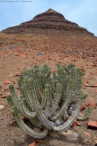 Euphorbiaceae.