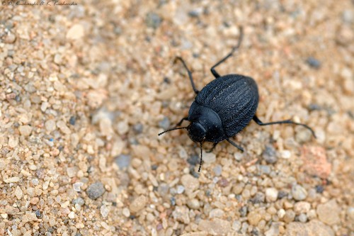 Tenebrionidae