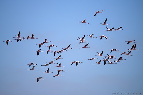 Flaming różowy (Phoenicopterus roseus).