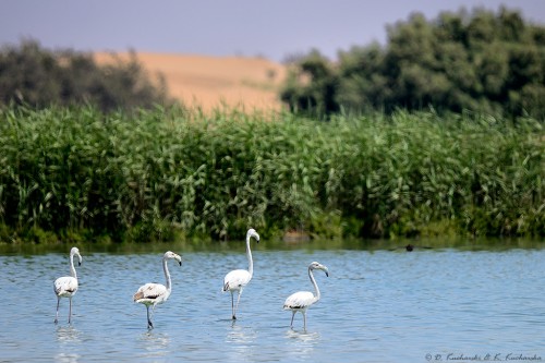 Flaming różowy (Phoenicopterus roseus).