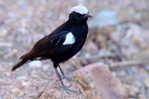 Myrmecocichla monticola