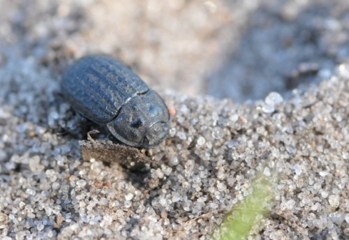 Opatrum riparium - widoczne gładkie wyniesienia na przedpleczu.jpg