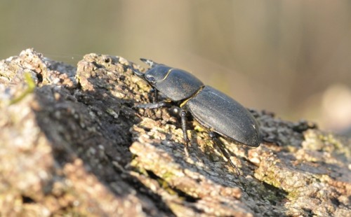 Dorcus parallelopipedus.jpg